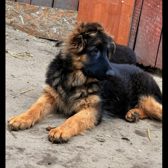 German Shepherd (Alsatian) - Both