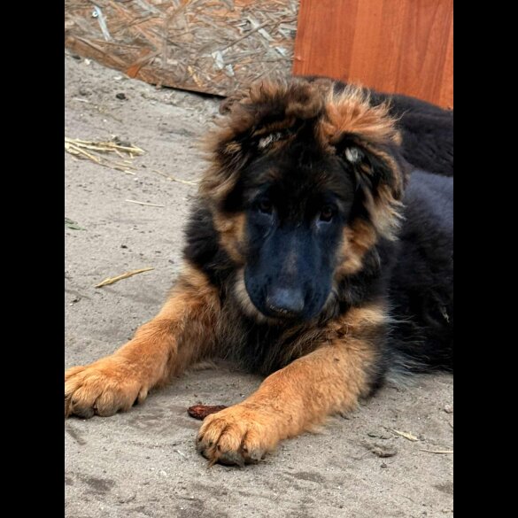 German Shepherd (Alsatian) - Both