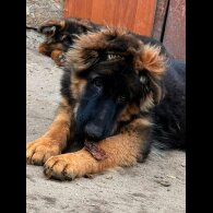 German Shepherd (Alsatian) - Both