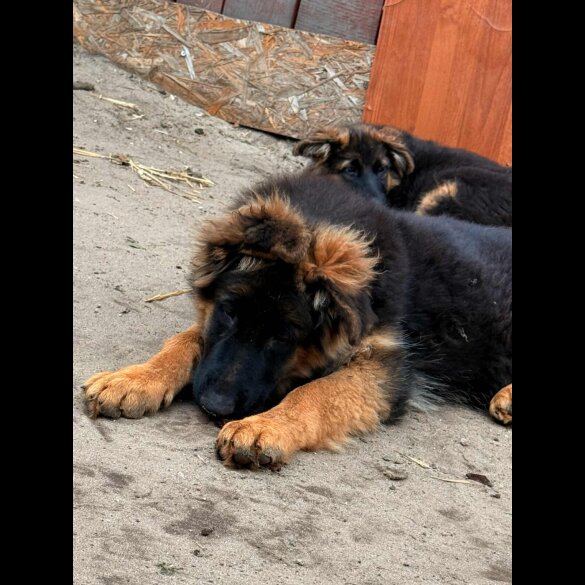 German Shepherd (Alsatian) - Both