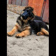 German Shepherd (Alsatian) - Both