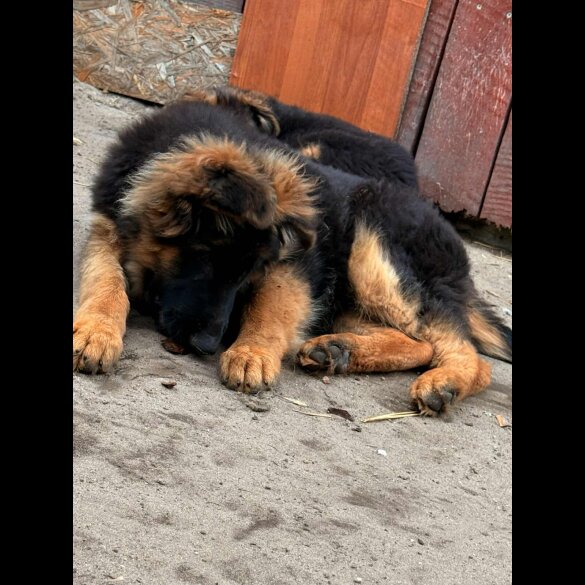 German Shepherd (Alsatian) - Both