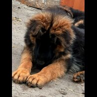 German Shepherd (Alsatian) - Both