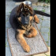 German Shepherd (Alsatian) - Both