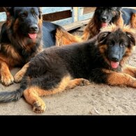 German Shepherd (Alsatian) - Both