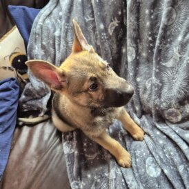 German Shepherd (Alsatian) - Both