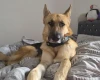 German Shepherd (Alsatian)