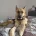 German Shepherd (Alsatian)