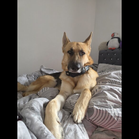 German Shepherd (Alsatian)