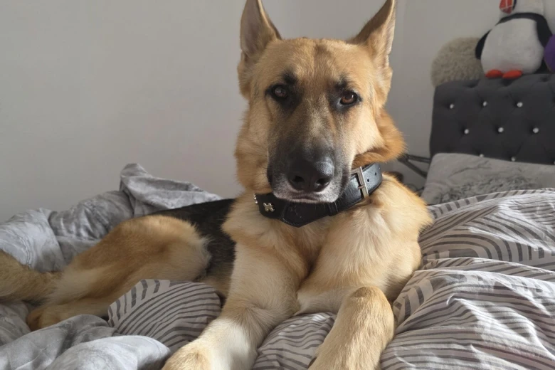 German Shepherd (Alsatian)