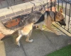 German Shepherd (Alsatian)