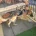 German Shepherd (Alsatian)