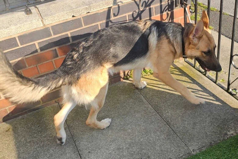 German Shepherd (Alsatian)