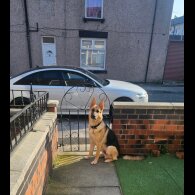 German Shepherd (Alsatian)