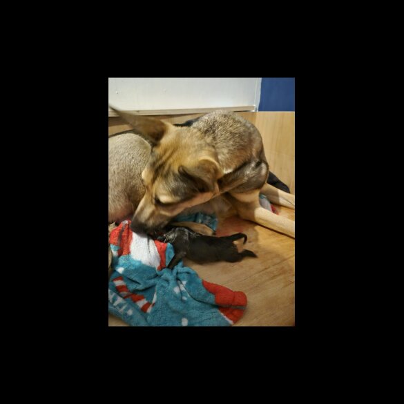 German Shepherd (Alsatian) - Both