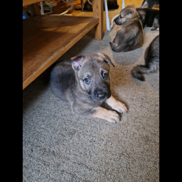 German Shepherd (Alsatian) - Both