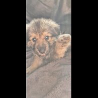 German Shepherd (Alsatian) - Both