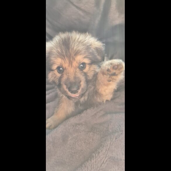 German Shepherd (Alsatian) - Both