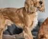 American Cocker Spaniel