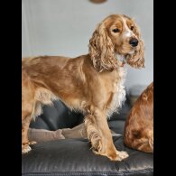 American Cocker Spaniel