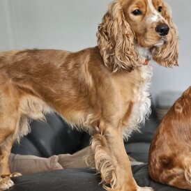 American Cocker Spaniel