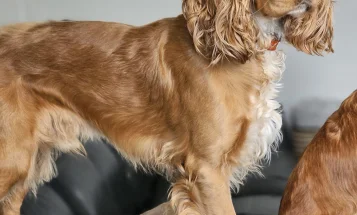 American Cocker Spaniel