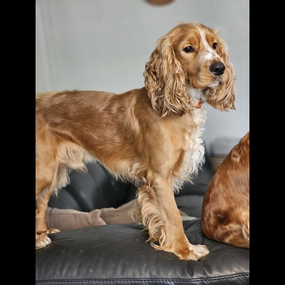 American Cocker Spaniel