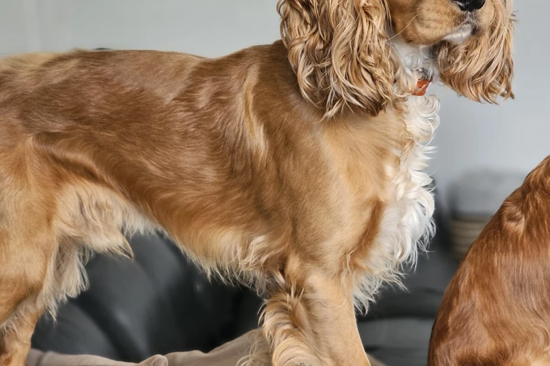 American Cocker Spaniel