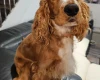 American Cocker Spaniel