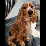 American Cocker Spaniel