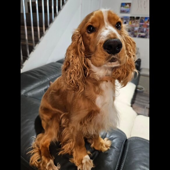 American Cocker Spaniel