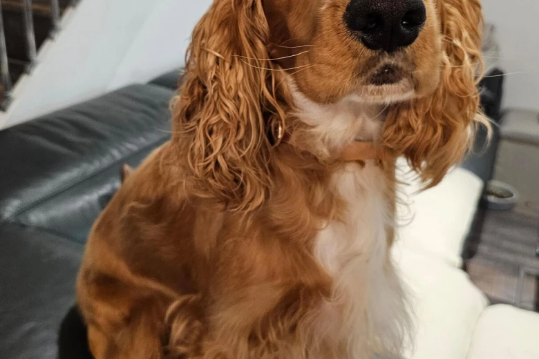 American Cocker Spaniel