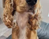 American Cocker Spaniel