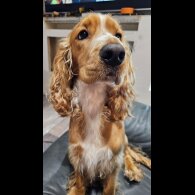 American Cocker Spaniel