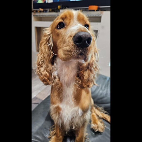 American Cocker Spaniel