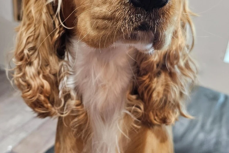 American Cocker Spaniel