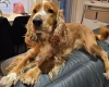 American Cocker Spaniel