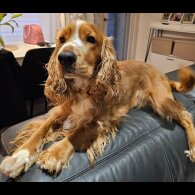 American Cocker Spaniel