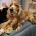 American Cocker Spaniel