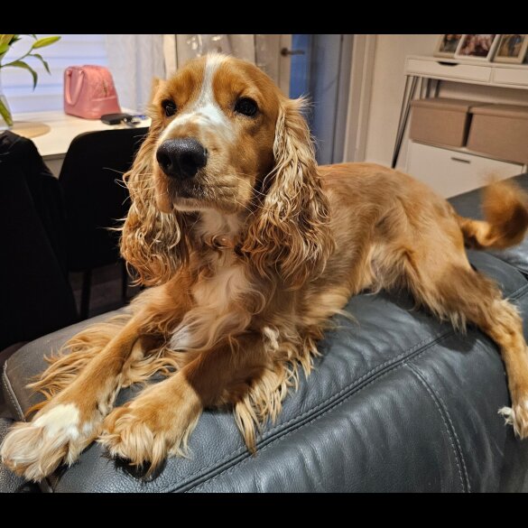 American Cocker Spaniel