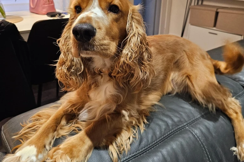 American Cocker Spaniel