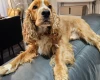 American Cocker Spaniel