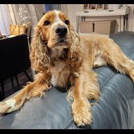 American Cocker Spaniel