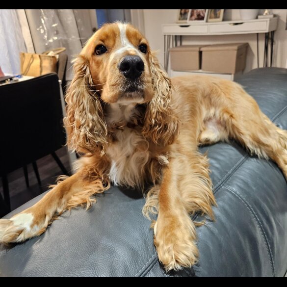 American Cocker Spaniel