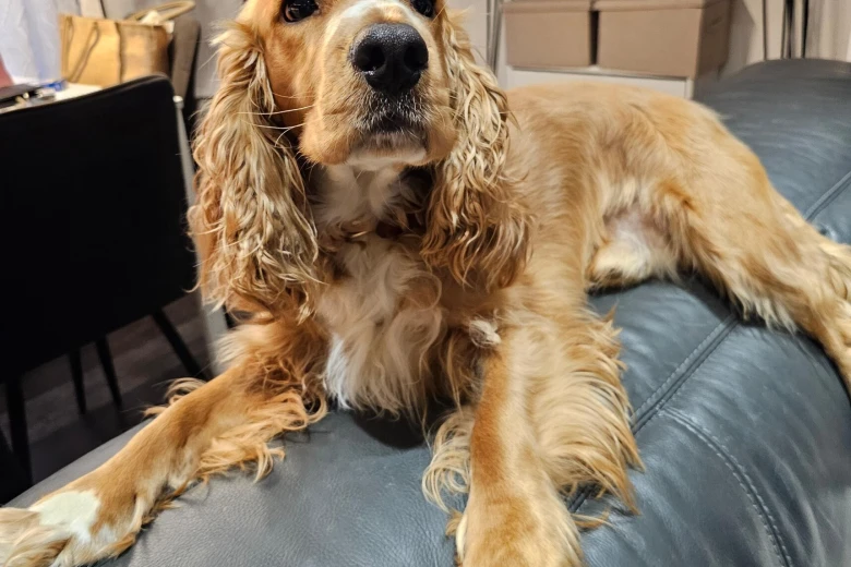 American Cocker Spaniel