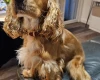 American Cocker Spaniel