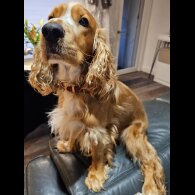 American Cocker Spaniel