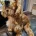 American Cocker Spaniel