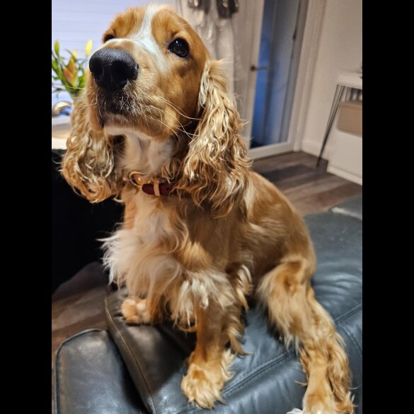 American Cocker Spaniel