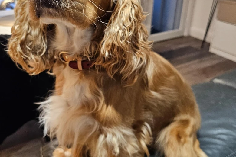 American Cocker Spaniel